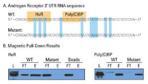 Magnetic RNA-protein pull-down kit, Pierce™