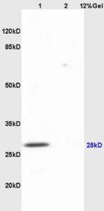 Anti-AQP1 Rabbit polyclonal antibody