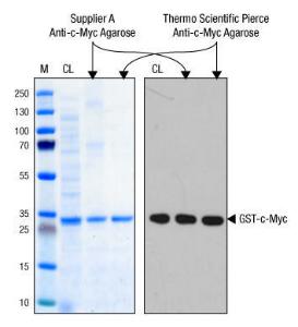 c-Myc Tag IP/Co-IP Kit, Pierce™