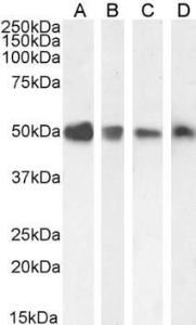 Anti-TXNDC5 Goat Polyclonal Antibody