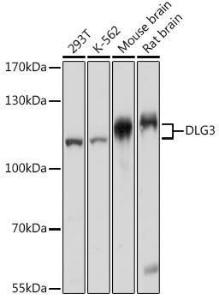 Western blot analysis of extracts of various cell lines, using Anti-SAP102 Antibody (A93210) at 1:1,000 dilution