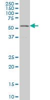 Anti-GABPA Mouse Monoclonal Antibody [clone: 5B6]