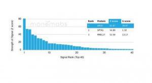 Analysis of protein array containing more than 19000 full-length human proteins using Anti-Apolipoprotein D Antibody [APOD/3415]