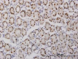 Anti-GABPA Mouse Monoclonal Antibody [clone: 5B6]