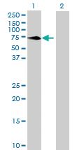 Anti-MPP3 Mouse Polyclonal Antibody