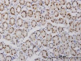 Anti-GABPA Mouse Monoclonal Antibody [clone: 5B6]