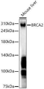 Western blot analysis of Mouse liver, using Anti-BRCA2 Antibody (A9045) at 1:1,000 dilution