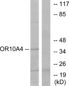 Anti-OR10A4 Rabbit Polyclonal Antibody