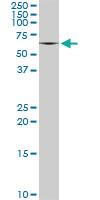 Anti-MPP3 Rabbit Polyclonal Antibody