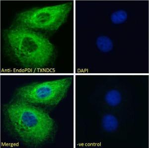 Anti-TXNDC5 Goat Polyclonal Antibody