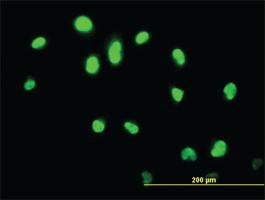 Anti-GABPA Mouse Monoclonal Antibody [clone: 5B6]