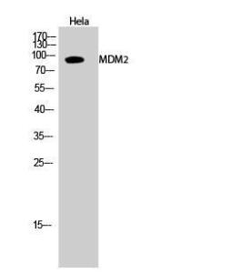 Western blot analysis of Hela cells using Anti-MDM2 Antibody