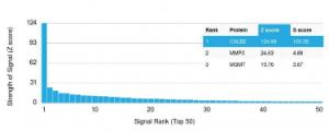 Analysis of protein array containing more than 19000 full-length human proteins using Anti-Calretinin Antibody [CALB2/2807]