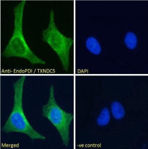 Anti-TXNDC5 Goat Polyclonal Antibody