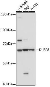 Anti-DUSP8 Rabbit Polyclonal Antibody