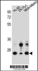 Anti-GFRA4 Rabbit Polyclonal Antibody (AP (Alkaline Phosphatase))