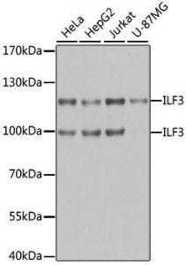 Antibody anti-ILF3 100 µl