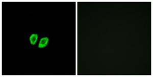 Immunofluorescence analysis of A549 cells using Anti-RXFP4 Antibody. The right hand panel represents a negative control, where the antibody was pre-incubated with the immunising peptide