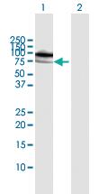 Anti-MPP3 Rabbit Polyclonal Antibody