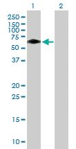 Anti-BTBD10 Mouse Polyclonal Antibody