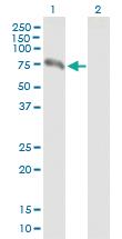 Anti-EZR Mouse Polyclonal Antibody