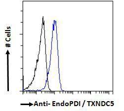 Anti-TXNDC5 Goat Polyclonal Antibody