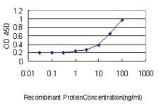 Anti-ACTR2 Mouse Monoclonal Antibody [clone: 1B10-C4]