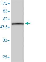 Anti-CD79B Mouse Monoclonal Antibody [clone: 4E10-2A10]