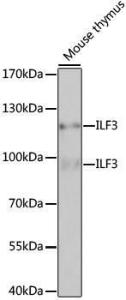 Antibody anti-ILF3 100 µl