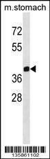 Anti-ZPR1 Rabbit Polyclonal Antibody (Biotin)