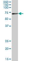 Anti-EZR Mouse Polyclonal Antibody