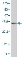 Anti-ZNF496 Mouse Monoclonal Antibody [clone: 2B3]