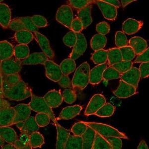 Immunofluorescent analysis of PFA-fixed HeLa cells stained with Anti-ZNF81 Antibody [PCRP-ZNF81-2C7] followed by Goat Anti-Mouse IgG (CF&#174; 488) (Green). CF&#174; 640A Phalloidin (Red).