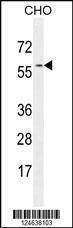 Anti-GTPBP2 Rabbit Polyclonal Antibody (PE (Phycoerythrin))