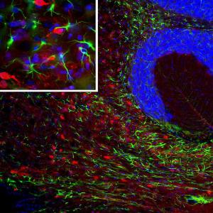 Immunofluorescent analysis of rat brain section stained using Anti-PEA15 Antibody [4D2] (A270553), at a dilution of 1:1,000, in re