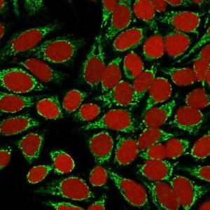 Immunofluorescent analysis of HeLa cells stained with Anti-HSP60 Antibody [GROEL/730] (CFand#174; 488) (Green). Nuclear counterstain is RedDot