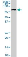 Anti-SRP68 Mouse Monoclonal Antibody [clone: 3A3]