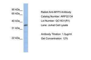 Anti-MYF5 Rabbit Polyclonal Antibody