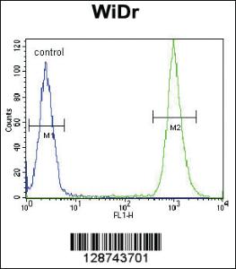 Anti-SLC16A11 Rabbit Polyclonal Antibody