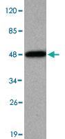 Anti-KDM3A Mouse Monoclonal Antibody