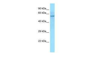 Anti-POC5 Rabbit Polyclonal Antibody