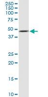 Anti-FBXO28 Rabbit Polyclonal Antibody