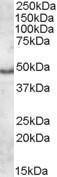 Anti-APOL5 Goat polyclonal antibody unconjugated