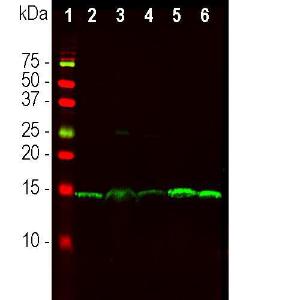 Western blot analysis of different tissu