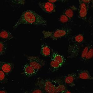 Immunofluorescent analysis of SKBR-3 cells stained with Anti-B7H4 Antibody [B7H4/1788] followed by Goat Anti-Mouse IgG (CF&#174; 488) (Green). Nuclear counterstain is RedDot