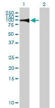 Anti-NRBP1 Mouse Polyclonal Antibody