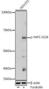 Western blot analysis of extracts of NIH/3T3 cells, using Anti-YAP1 (phospho Ser128) Antibody (A306241) at 1:1,000 dilution