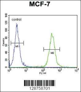 Anti-NKPD1 Rabbit Polyclonal Antibody