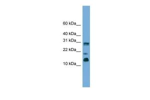 Anti-PEA15 Rabbit Polyclonal Antibody