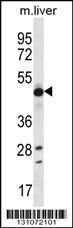 Anti-EEF1A2 Rabbit Polyclonal Antibody (AP (Alkaline Phosphatase))